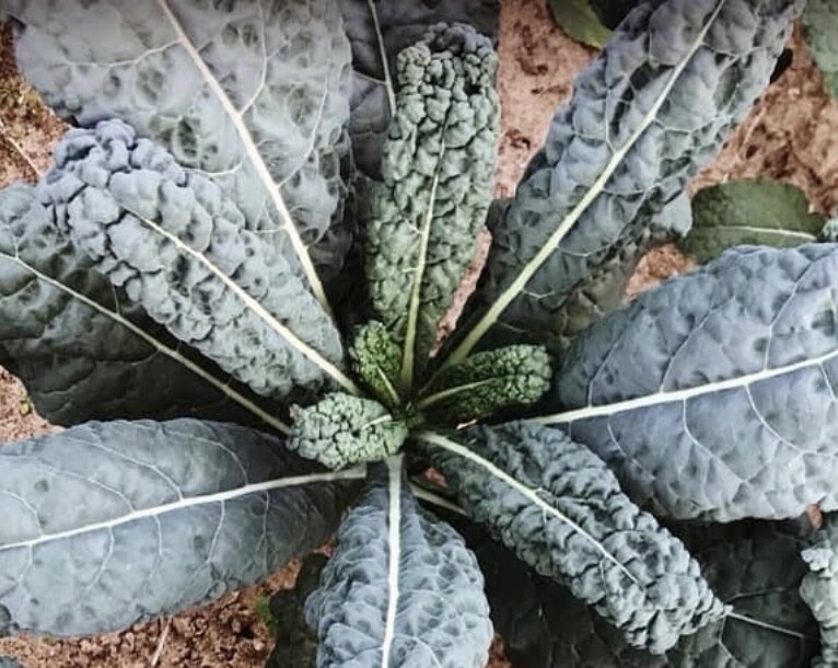 Black Magic Kale Seeds | Organic