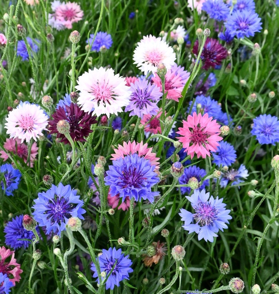 Polka Dot Bachelor Button SEEDS (centaurea cyanus)