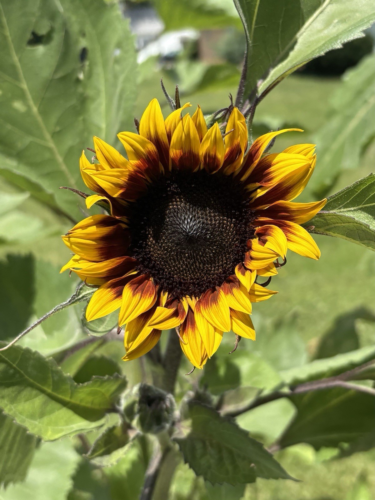Beautiful Mix Of Shock O Lat & Ring Of Fire Sunflower Seeds 100