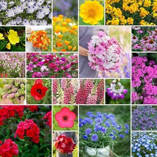 Wildflower Mixed Seeds for Partial Shade – 120,000+ Seeds, Attracts Pollinators,