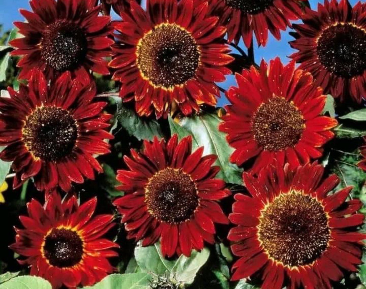 25+SEEDS- RARE RED SUNFLOWER SEEDS I NON GMO I HEIRLOOM Buy2Get2Free!add2tocart