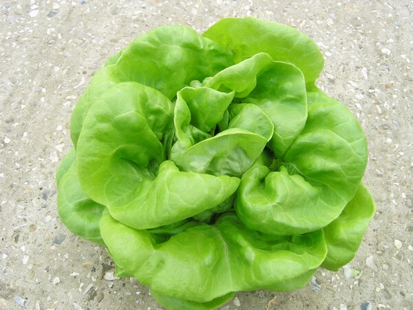 1000 BUTTERCRUNCH LETTUCE SEEDS ~ 2026 ~ heirloomseedguy ~ USA