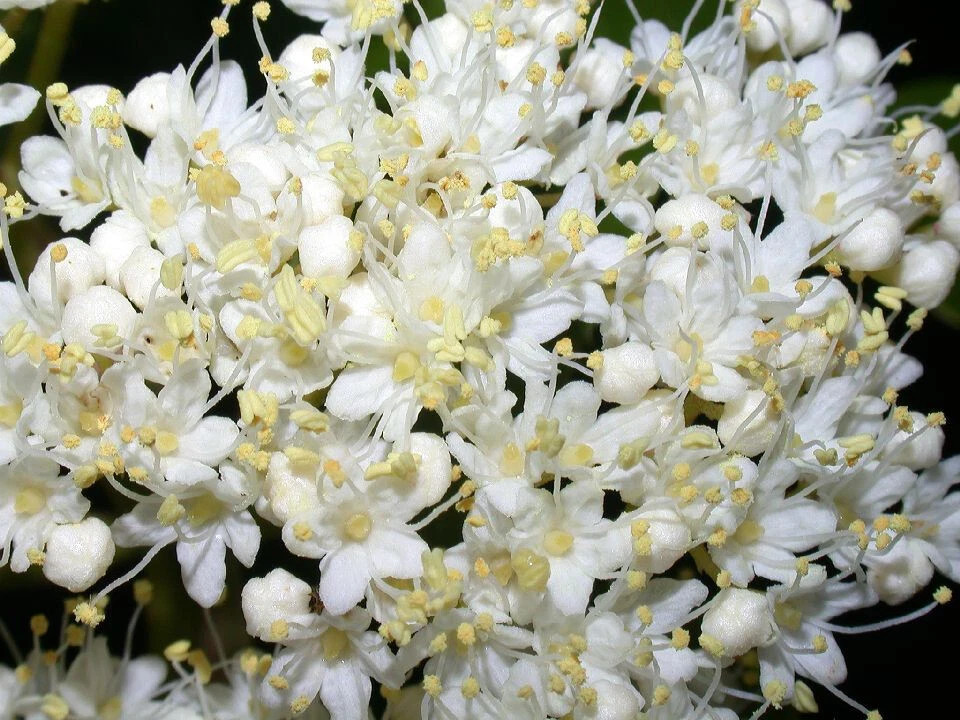 20+ seeds Nannyberry Native Shrub (Viburnum lentago) Edible & Medicinal