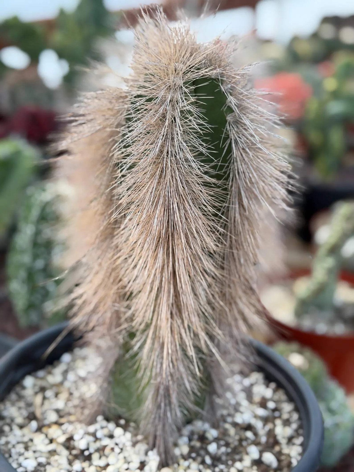 Woolly Rhino Columnar Cactus Cutting | Rare Calloused Live Plant Ready to Root #
