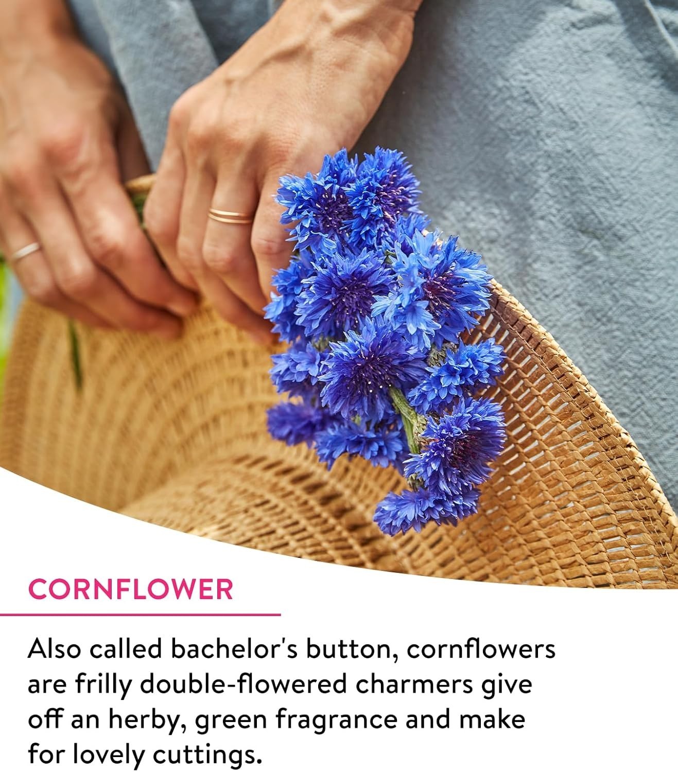 Attract Monarchs with Our 25,000 Non-GMO Wildflower Seeds – Spring Blooming Mix