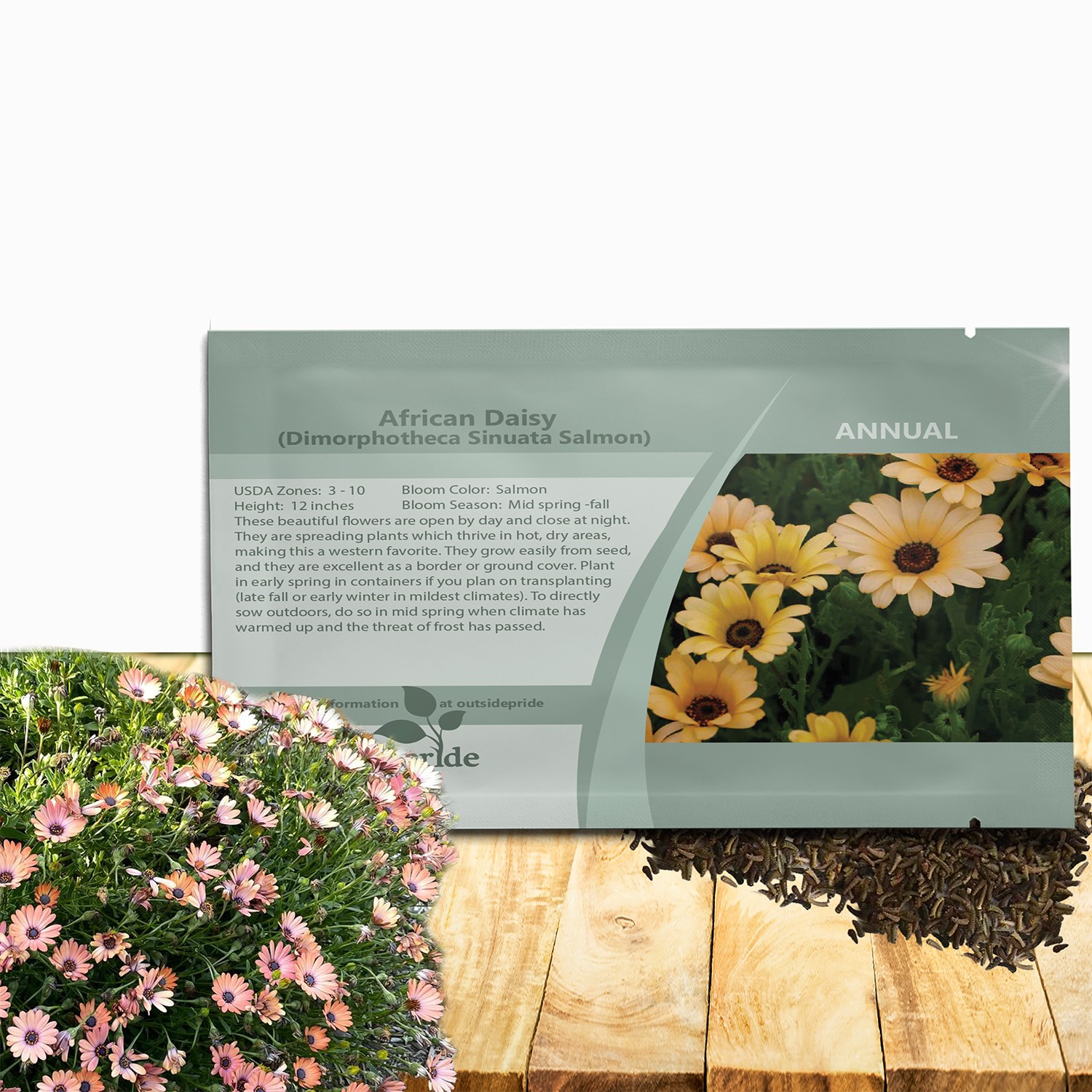 2000 Seeds African Daisy Seeds – Dimorphotheca Sinuata Flower Seed