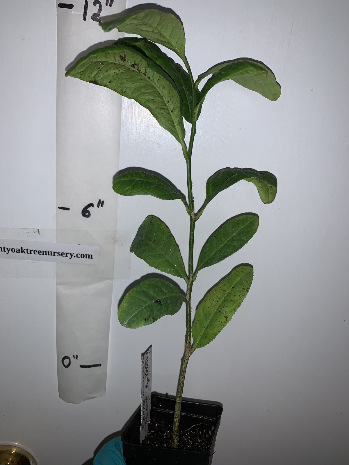 Etrog Citron Tree, 2.5 inch pot, No Ship Az, Ca, Fl, La, Tx, Hi, Ak