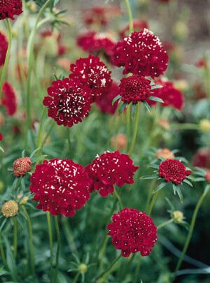 Scabiosa QIS Scarlet 500 seeds
