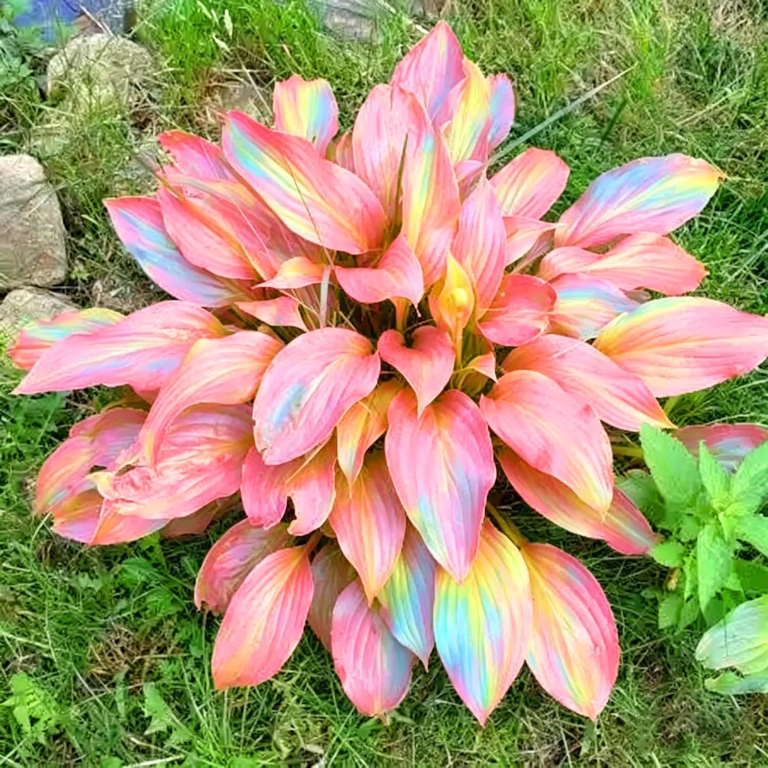 Long-Blooming Hosta Seeds – 310+ Air-Purifying, Low-Maintenance Plants
