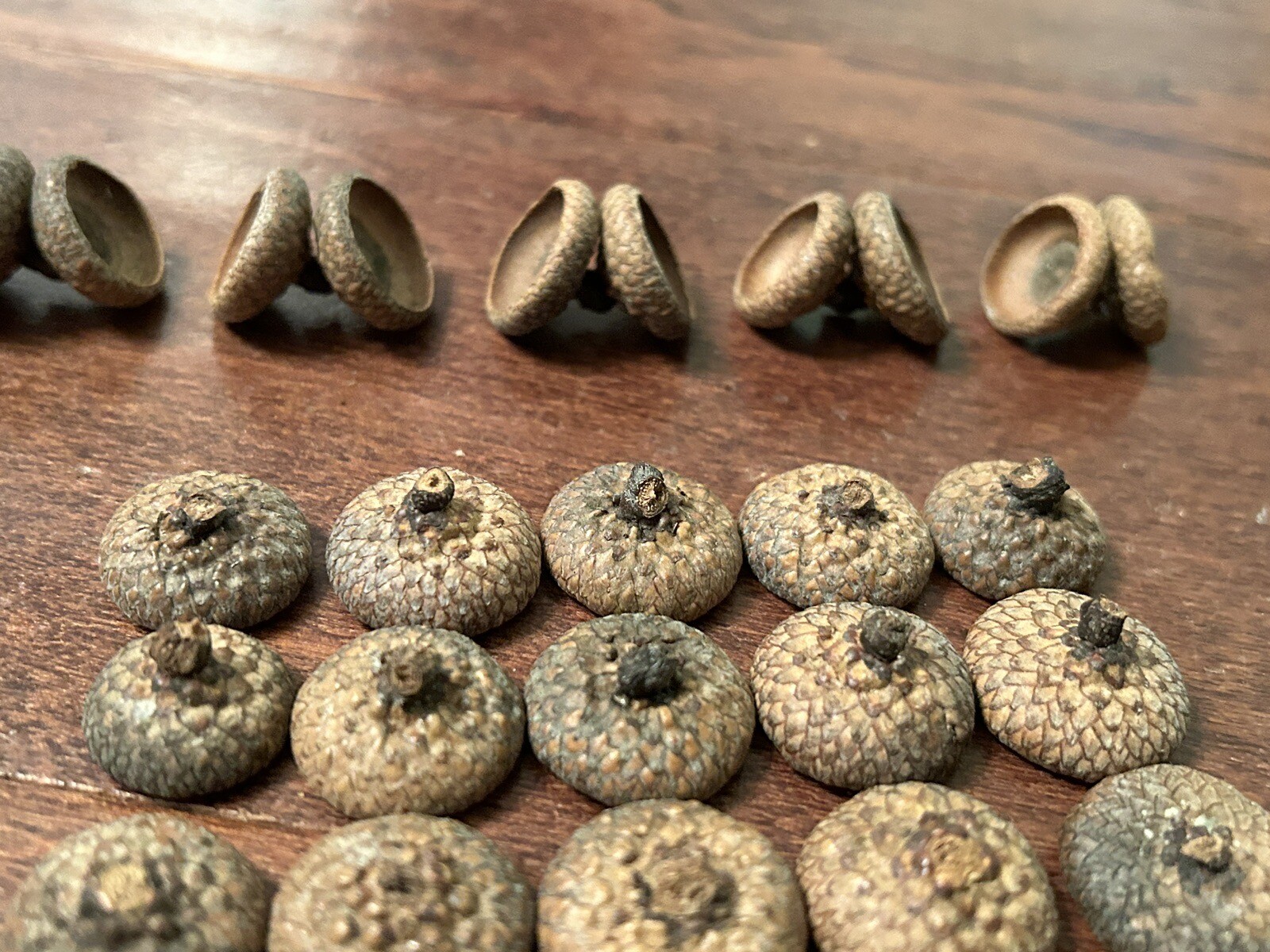 35 Michigan Northern Red Oak Tree Acorn Caps Tops Fall Decoration Decor Double