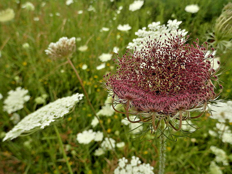 QUEEN ANNS LACE 1000 SEEDS, DAUCUS CAROTA, WILD CARROT, WILDFLOWER, BULK SEEDS