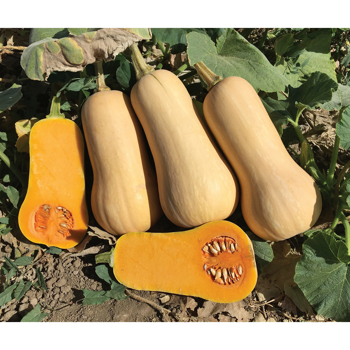 Butternut Squash 25 Fresh Seeds Garden Planting Non-GMO