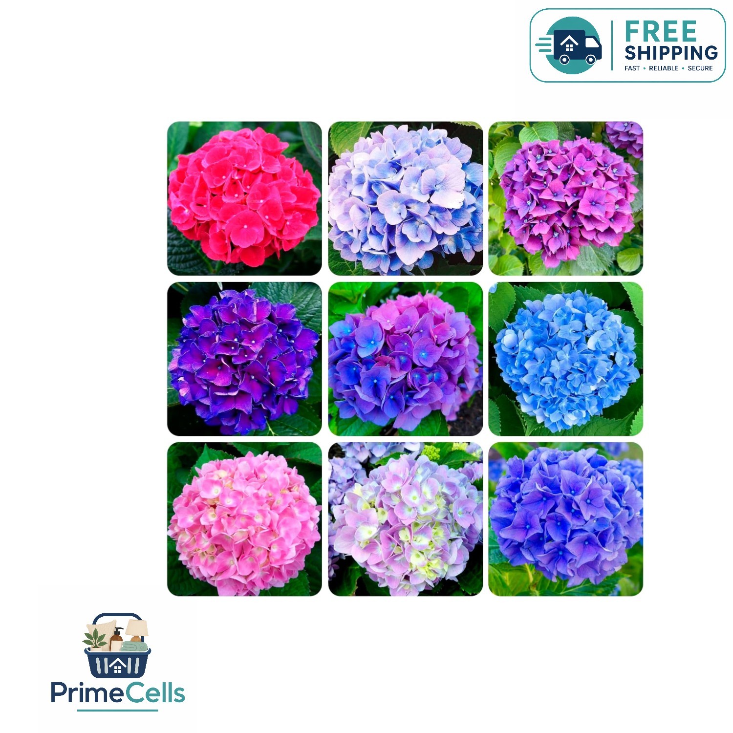 300 High Germination Rate Hydrangea Seeds – Fragrant Blooms for Outdoor Delights
