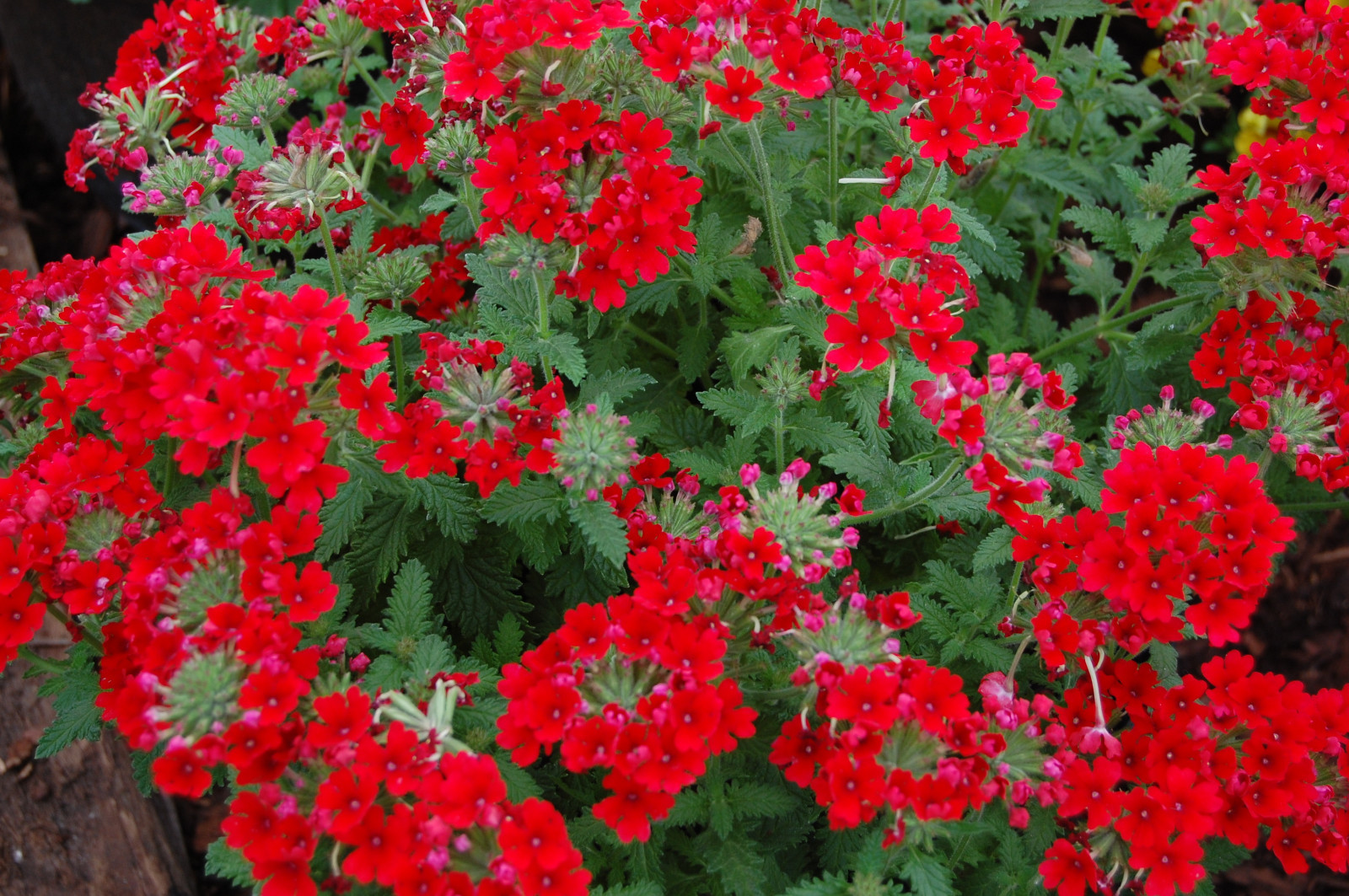 50 SCARLET VERBENA Red Nana Compacta Fragrant Flower Seeds *Combined Shipping