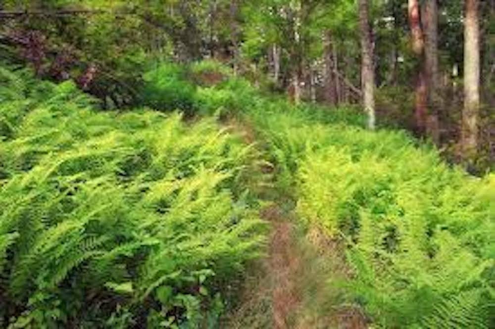 10 Hay Scented Fern Bare-root Dennstaedtia punctilobula