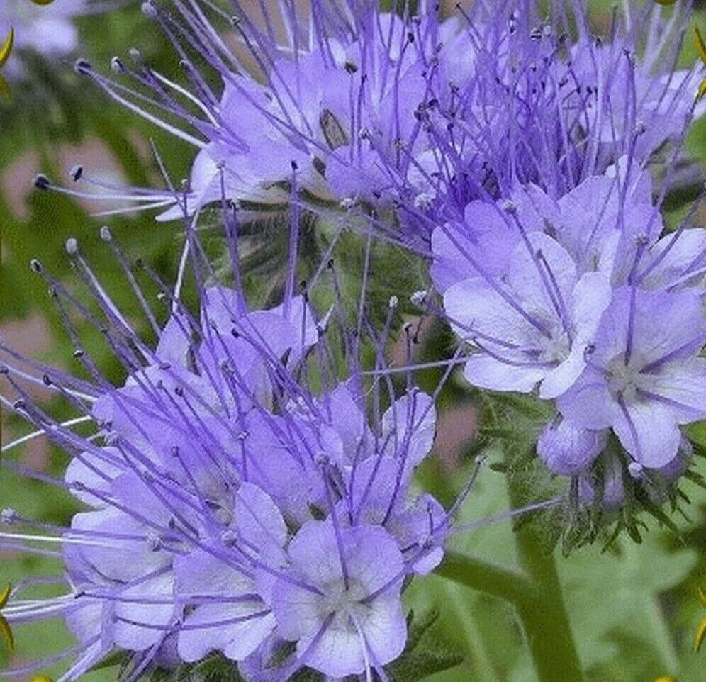 Lacy Scorpion-weed (Phacelia Tanacetifolia) 50+ seeds