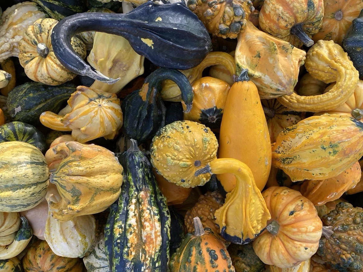 Gourd Seeds Mix! 25 Small And Med, Includes Bottle Neck!Local Farm FREE SHIPPING