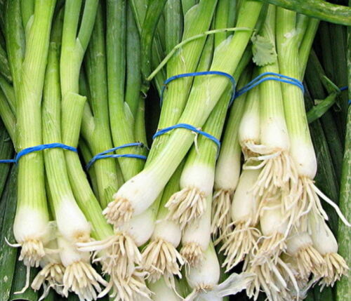 Evergreen White Bunching Onion Seeds, Scallions, NONGMO, FREE SHIPPING