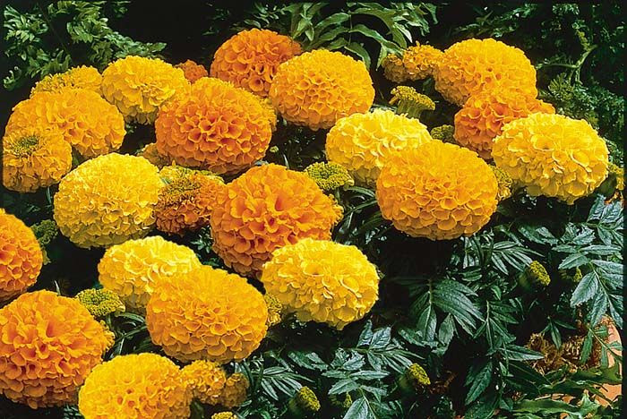 Marigold Seeds African Marigold Antigua Mix 50 Marigold Seeds