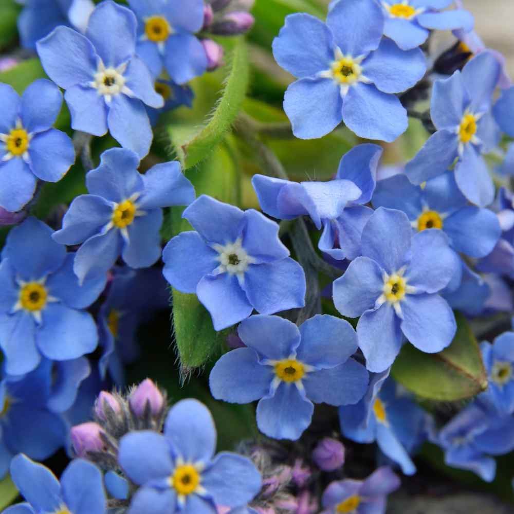 5000 Seeds Sky Blue Forget Me Not Seed For Planting – Myosotis Sylvatica