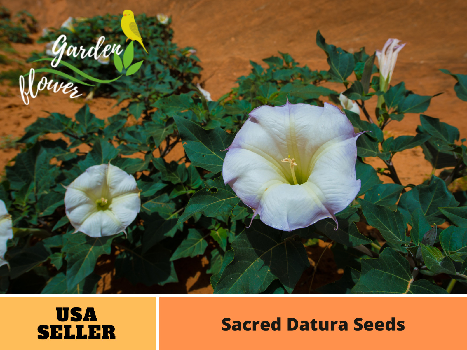 25+ Seeds| Sacred Datura Seeds #G009