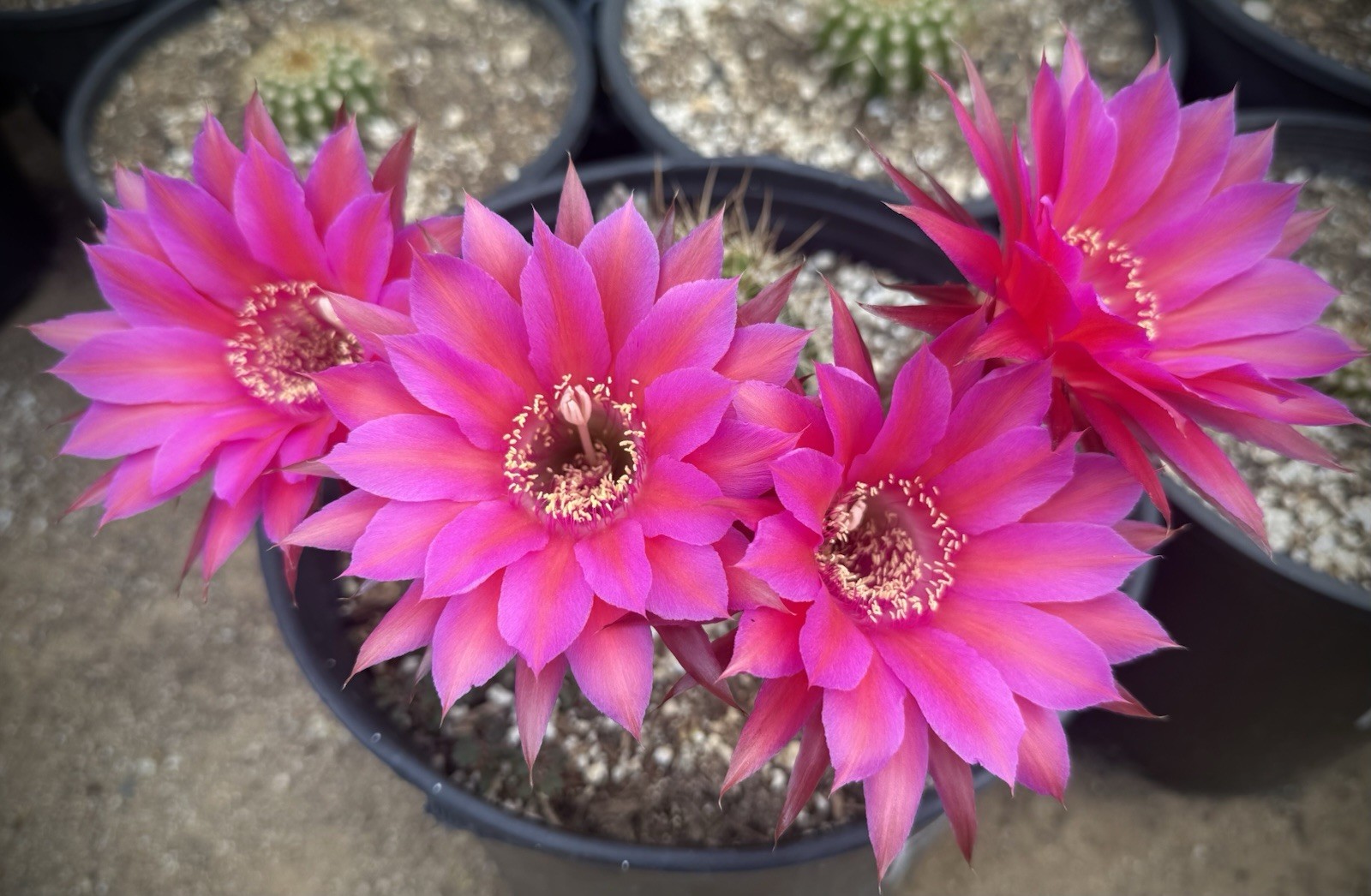 Echinopsis,Hybrid,FOXY LADY,FRAGRANT,Blooming,T. Cereus,Plant,Cactus,Succulent