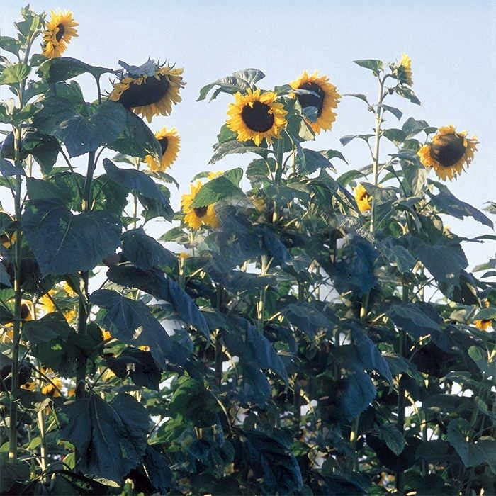 American Giant Hybrid Sunflower 10 Seeds Free Shipping!
