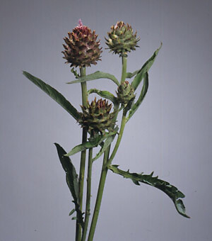 Cynara cardunculus 500 seeds