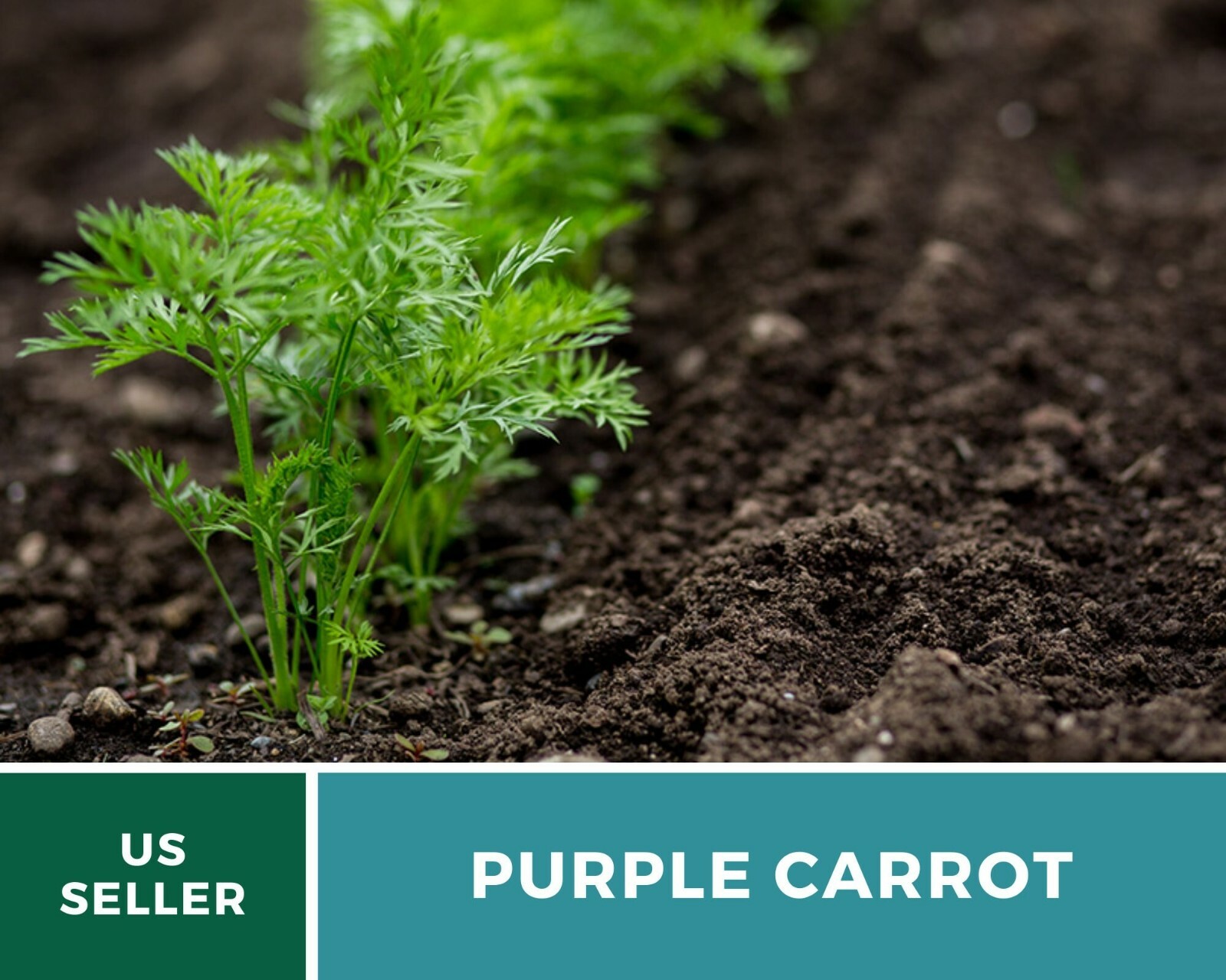 Carrot, Cosmic Purple – 250 Heirloom Seeds – Non-GMO (Daucus carota var stativus