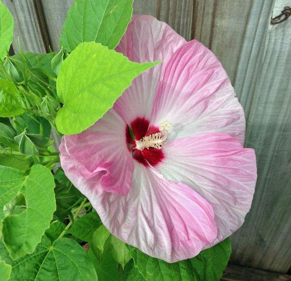 Hibiscus moscheutos | ‘Luna Pink Swirl’ | 20 Seeds