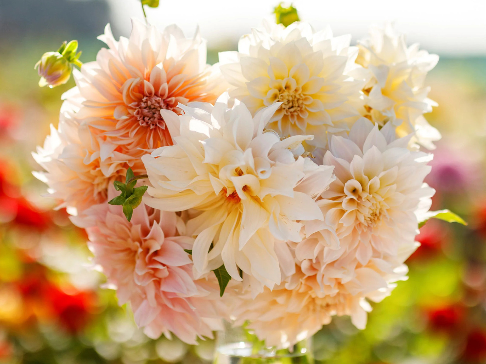 40+ Seeds| Café Au Lait Dahlia Perennial Seeds #D026