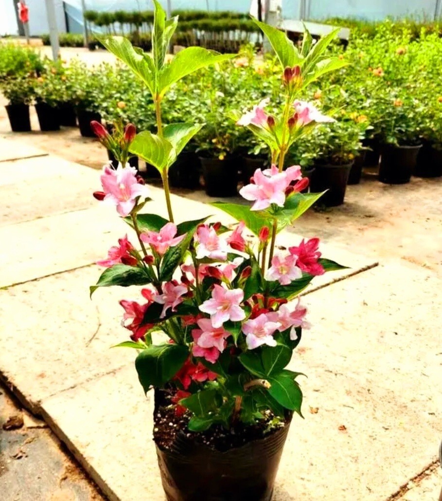 300 Weigela Seeds,Reblooming Shrub Rare Rose Variety Old Fashioned Rose Weigela