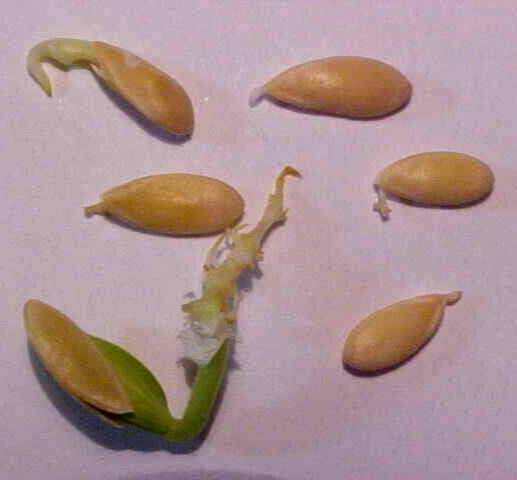 WORLD KNOWN 12 SEEDS “PECOS” CANTALOUPE MELON, SAID TO BE SWEETEST CANTALOUPE