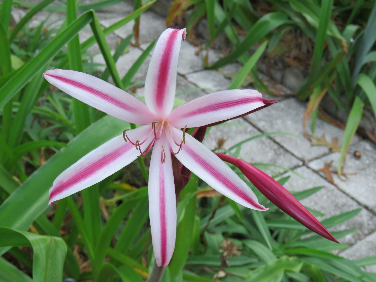 Crinum Lily, Southern Belle, small-size bulb – NEW very nice, rare