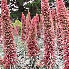 Tower of Jewels Flower Seeds ~ Echium Wildpretii ~ Snake Head ~ Unique ~ Rare ~