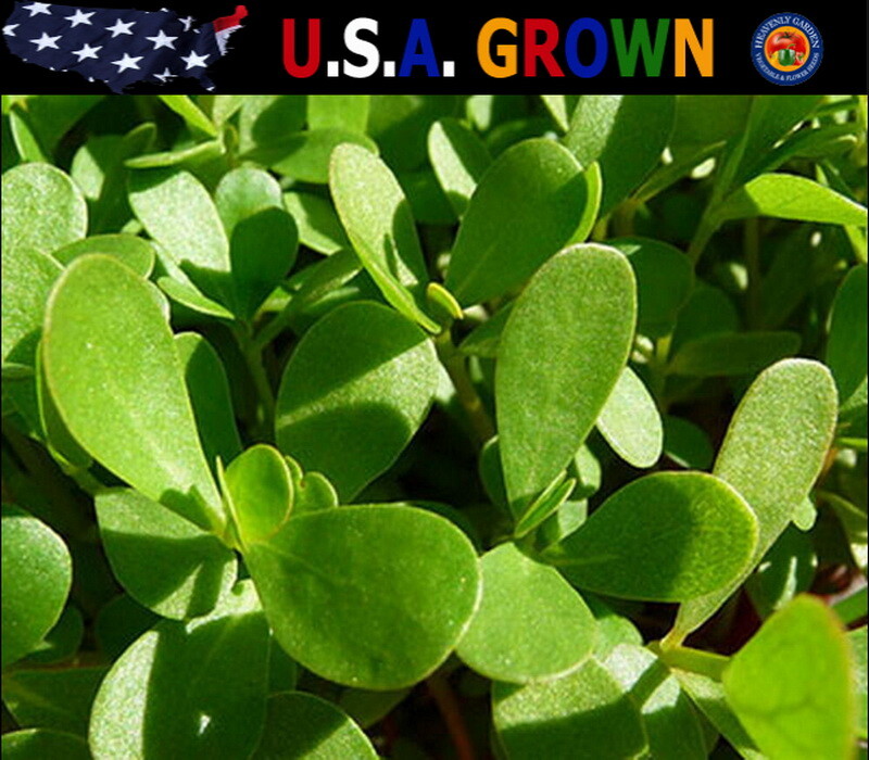 5000 GREEN PURSLANE SEEDS Herb Portulaca Oleracea – Non-GMO – Always Fresh Seeds