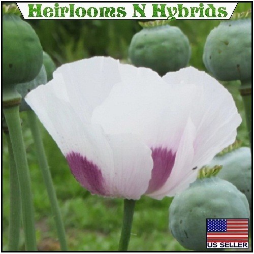 10,000 Tasmanian Poppy Seeds Papavr Somniferum For Planting White Purple Centers