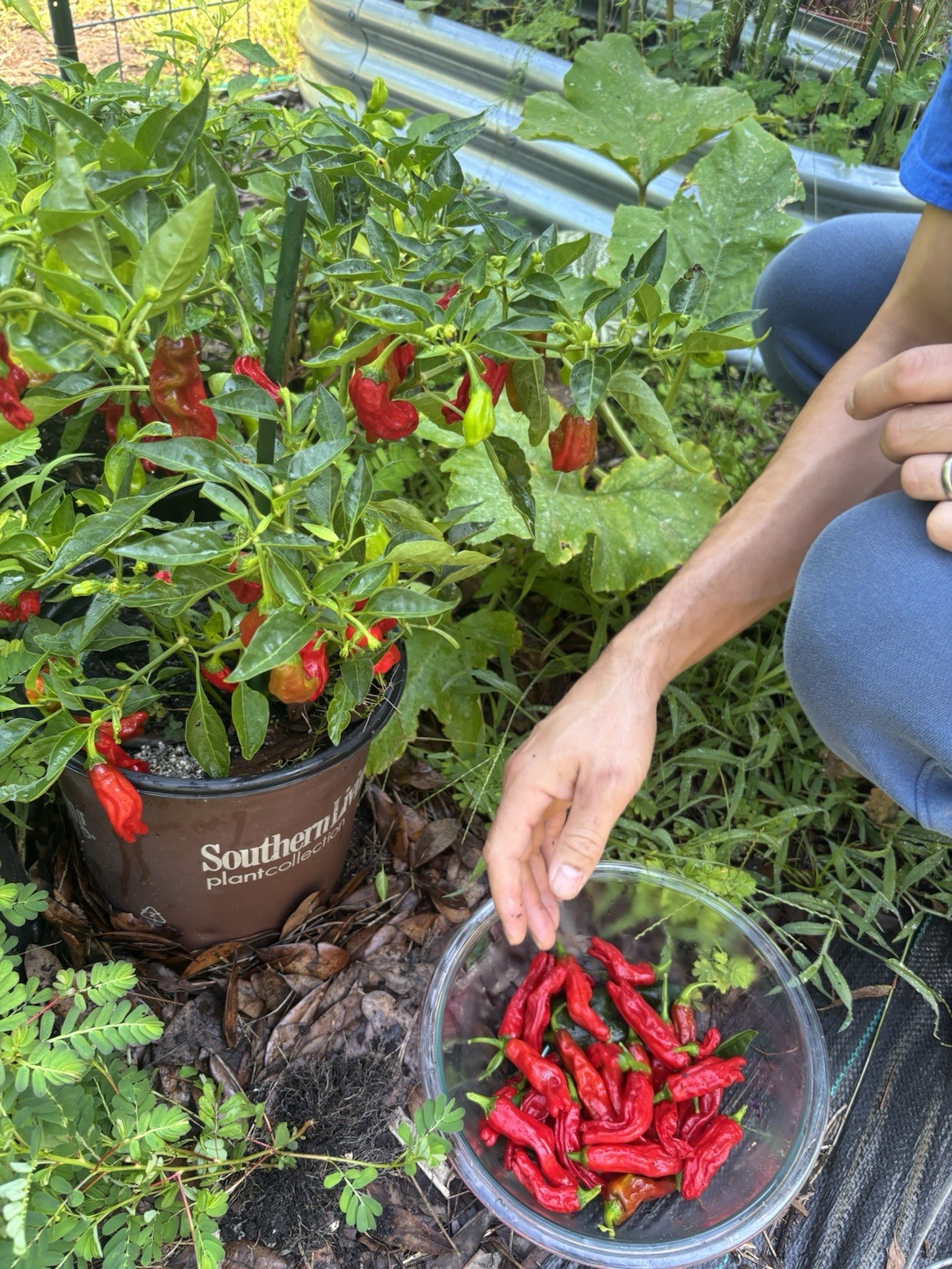 50 Shishito Pepper Seeds Planting Mild Sweet Chili Green Red Japanese