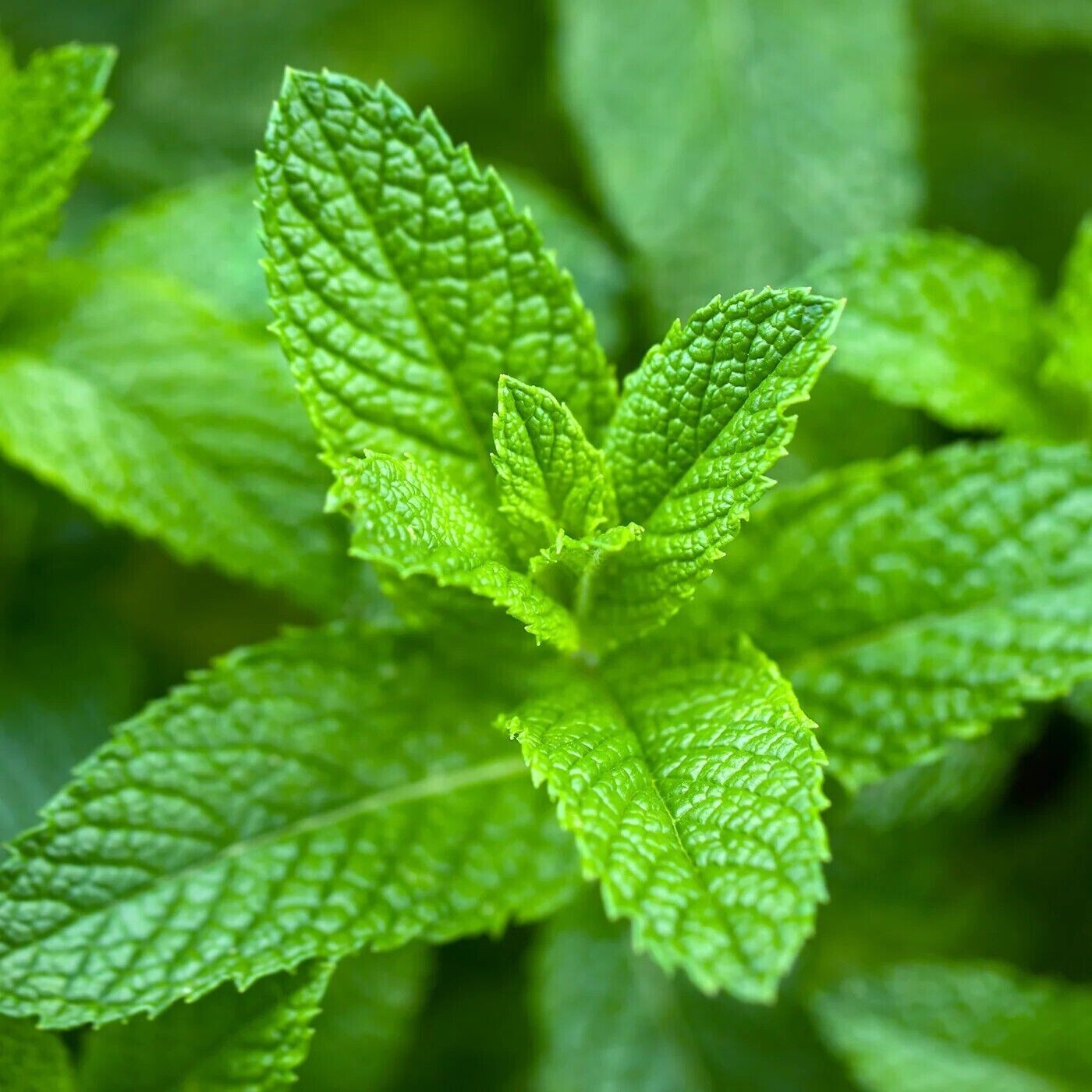 Organic 500++ Mint Peppermint herb seeds NON-GMO Heirloom, 2024 Season