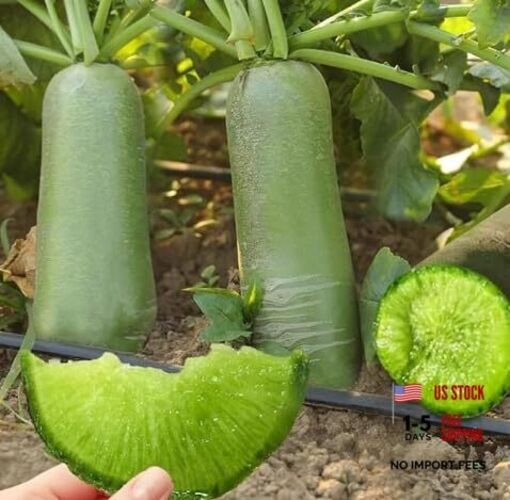 Green Skin Sweet Radish Seeds for Planting, 100+ Green Turnip Radish Seeds,