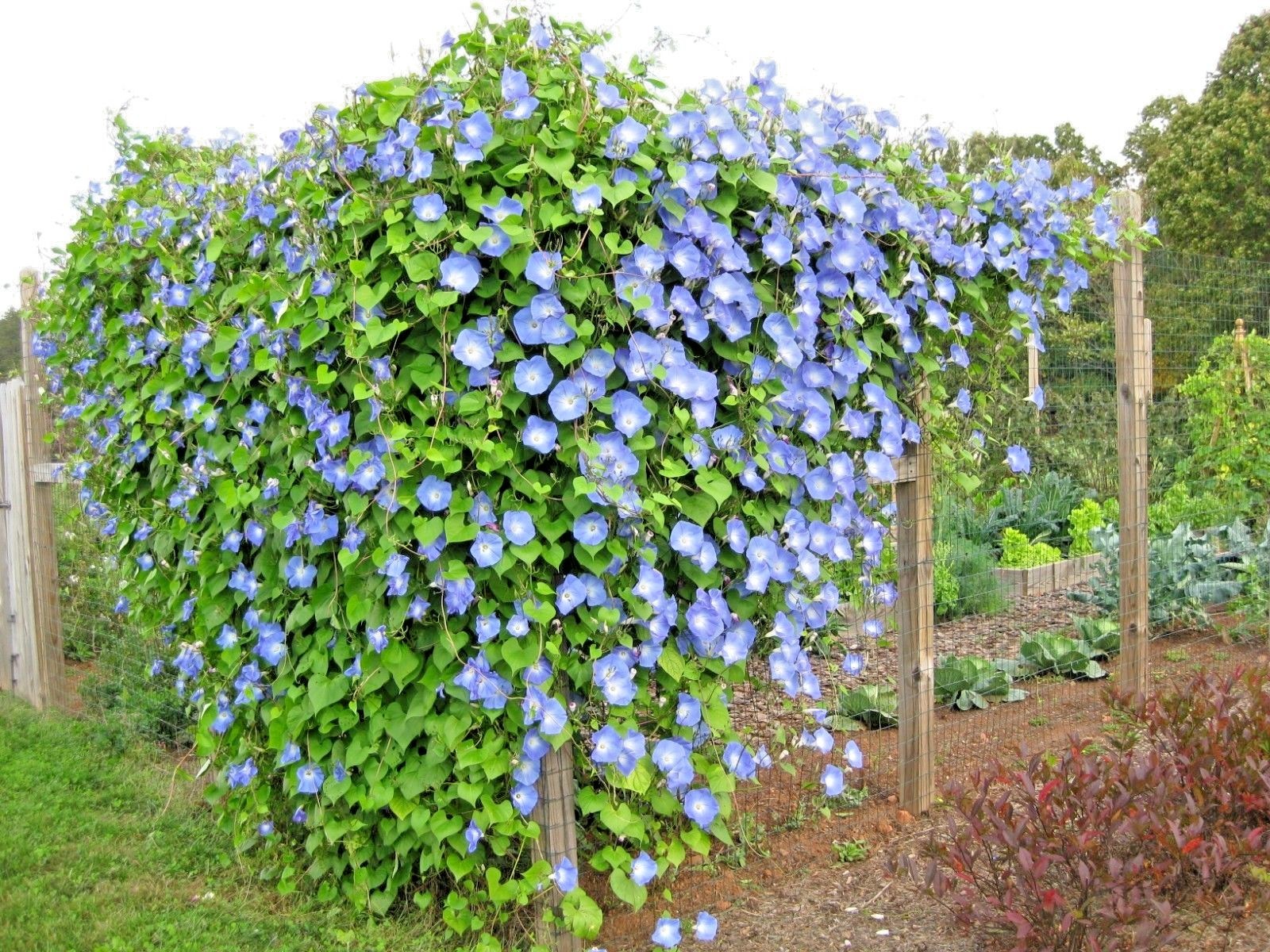 40+Blue MORNING GLORY Flower Seeds Climbing Flowering Vine Container Pollinators
