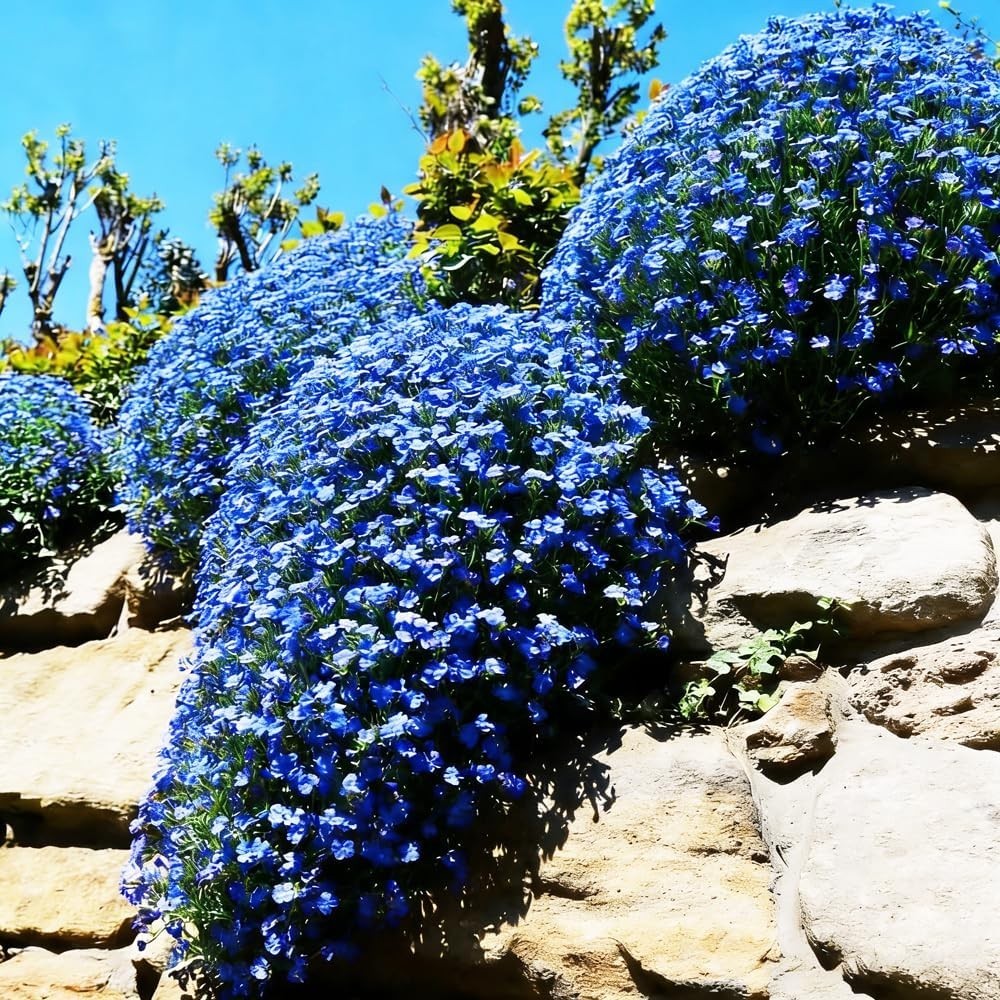 20000+Magic Blue Creeping Thyme Seeds Ground Cover Perennial Flower Full Sun NEW