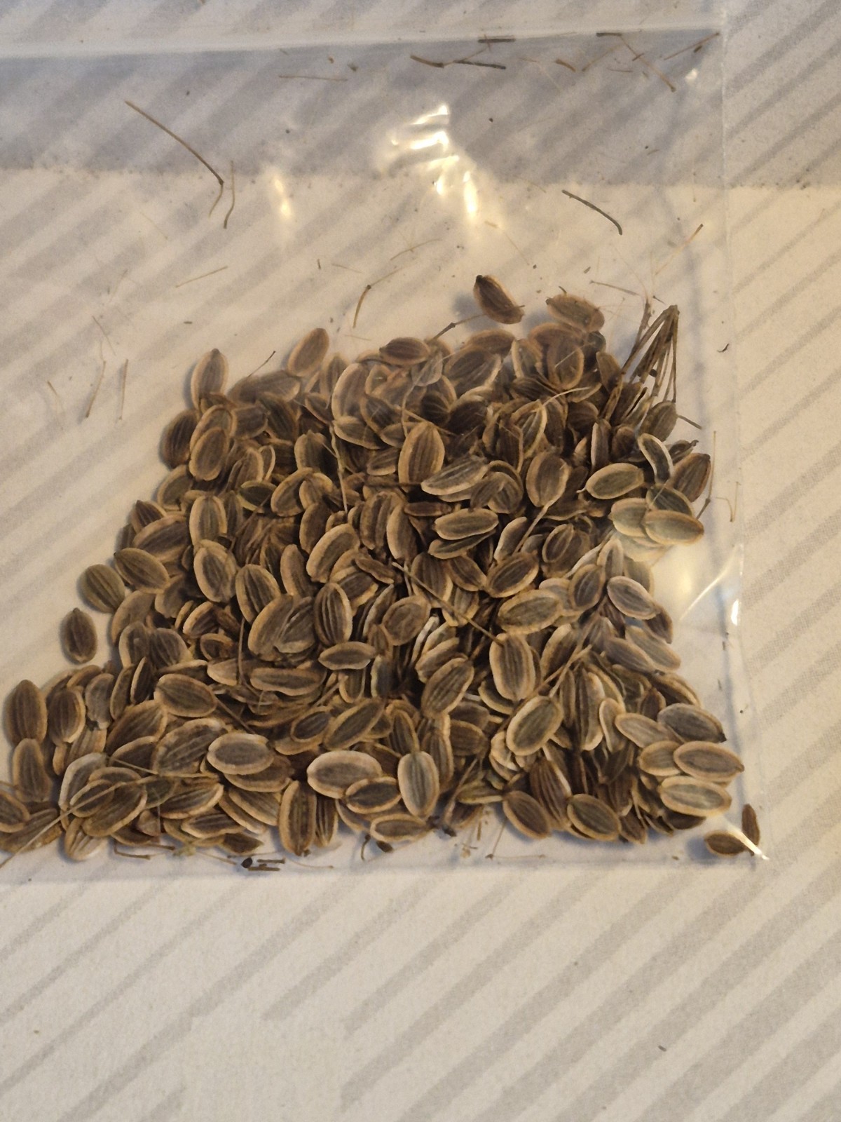 Mammoth DILL Seeds 0.5 GRAMS Lots of Seeds! Pickle Season is coming!