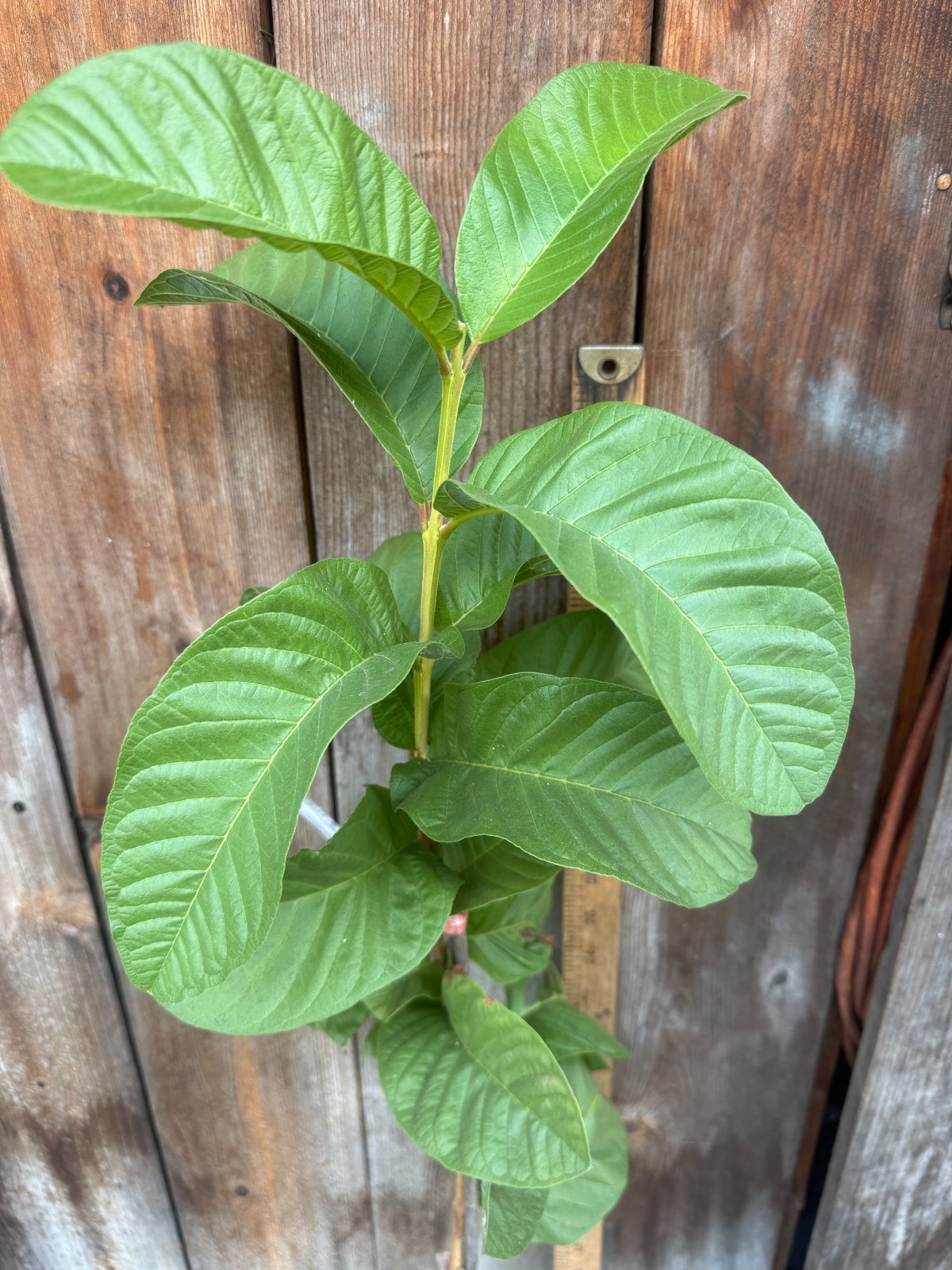 1 Air-layer Sweet Ruby Supreme Fruit Guava Starter Tree, Psidium guajava Tree