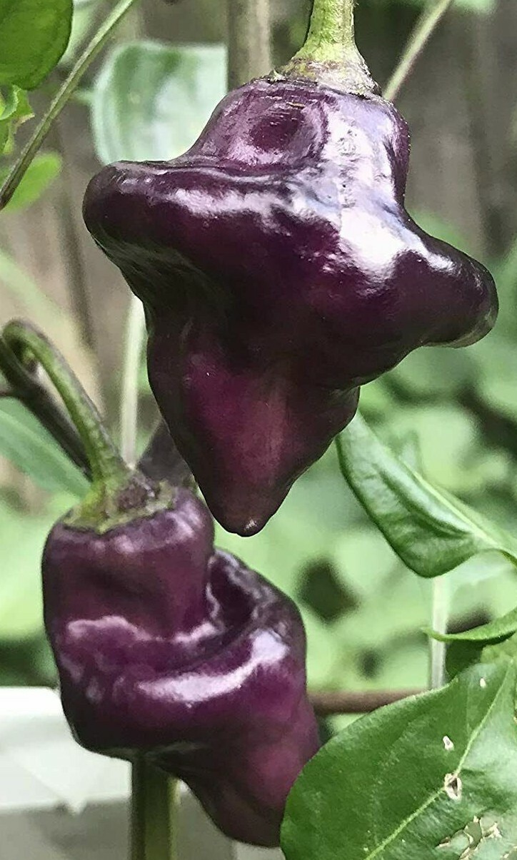 Purple UFO Pepper Premium Seed Packet
