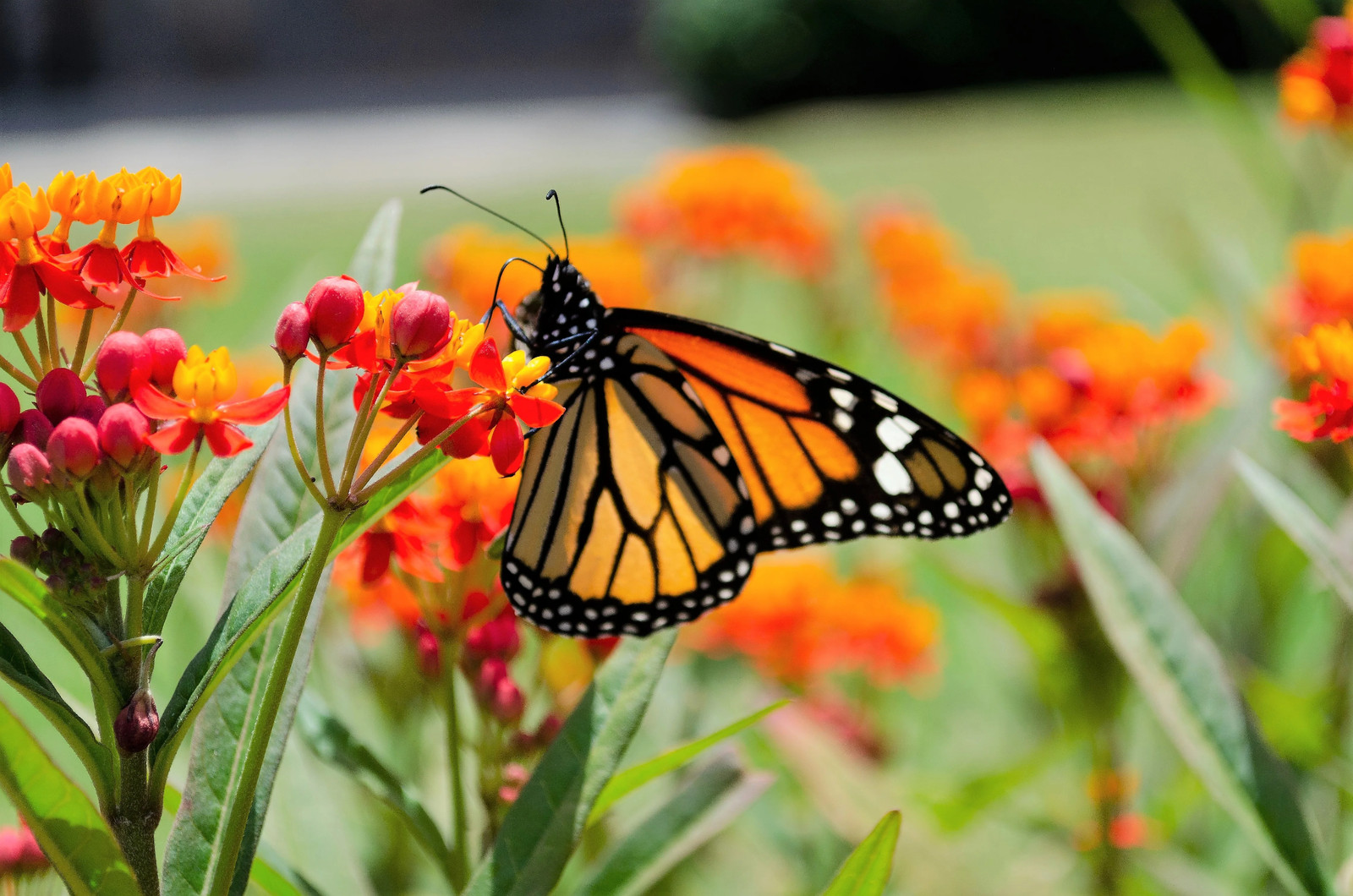 100 SUNSET MILKWEED Asclepias Curassavica Blood Flower Red Orange Butterfly Seed