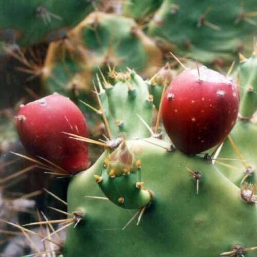 Opuntia dillenii | Sweet Prickly Pear | 10 Seeds