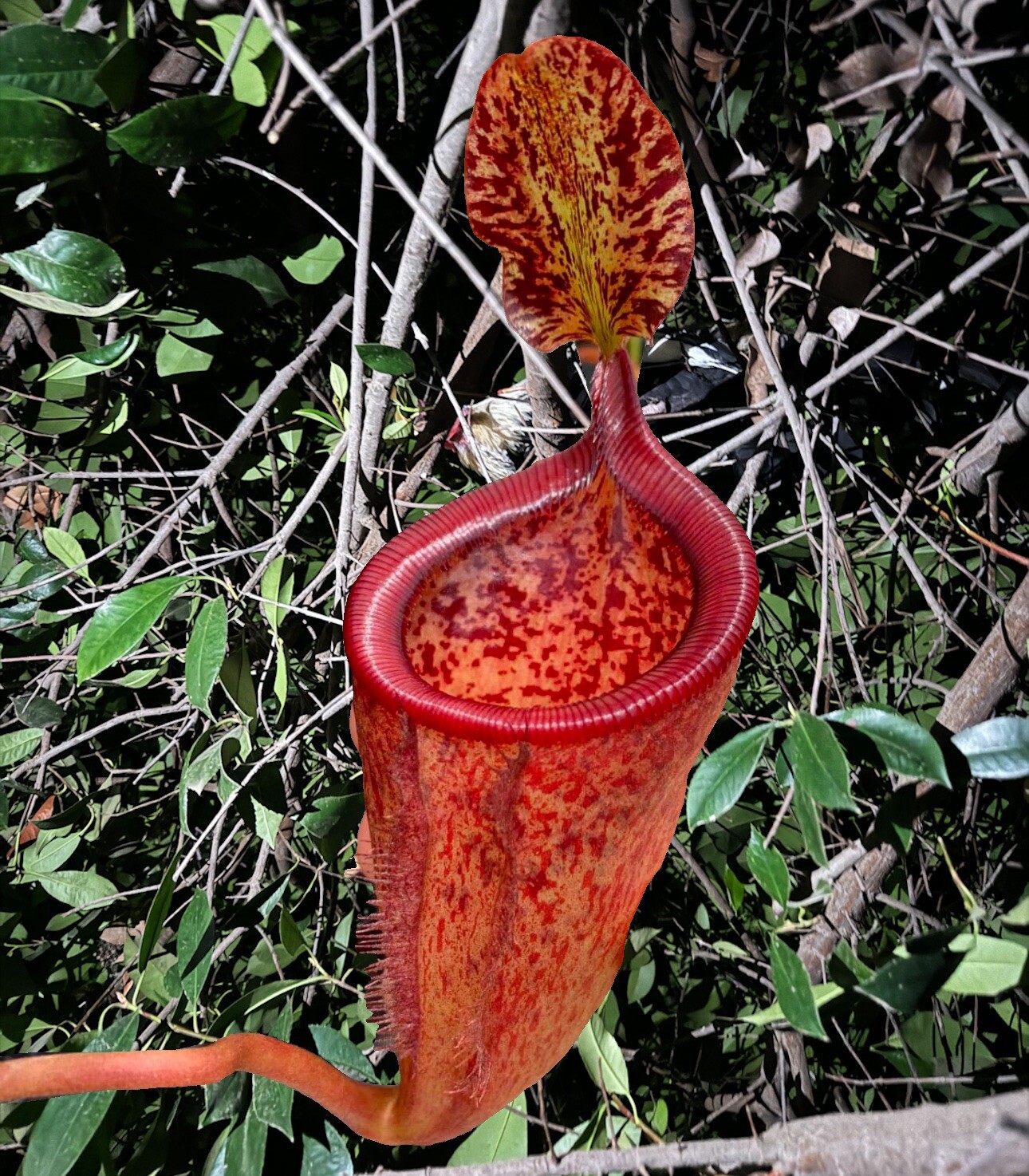 100 Nepenthes Attenbourghii seeds Freshly Harvested in California