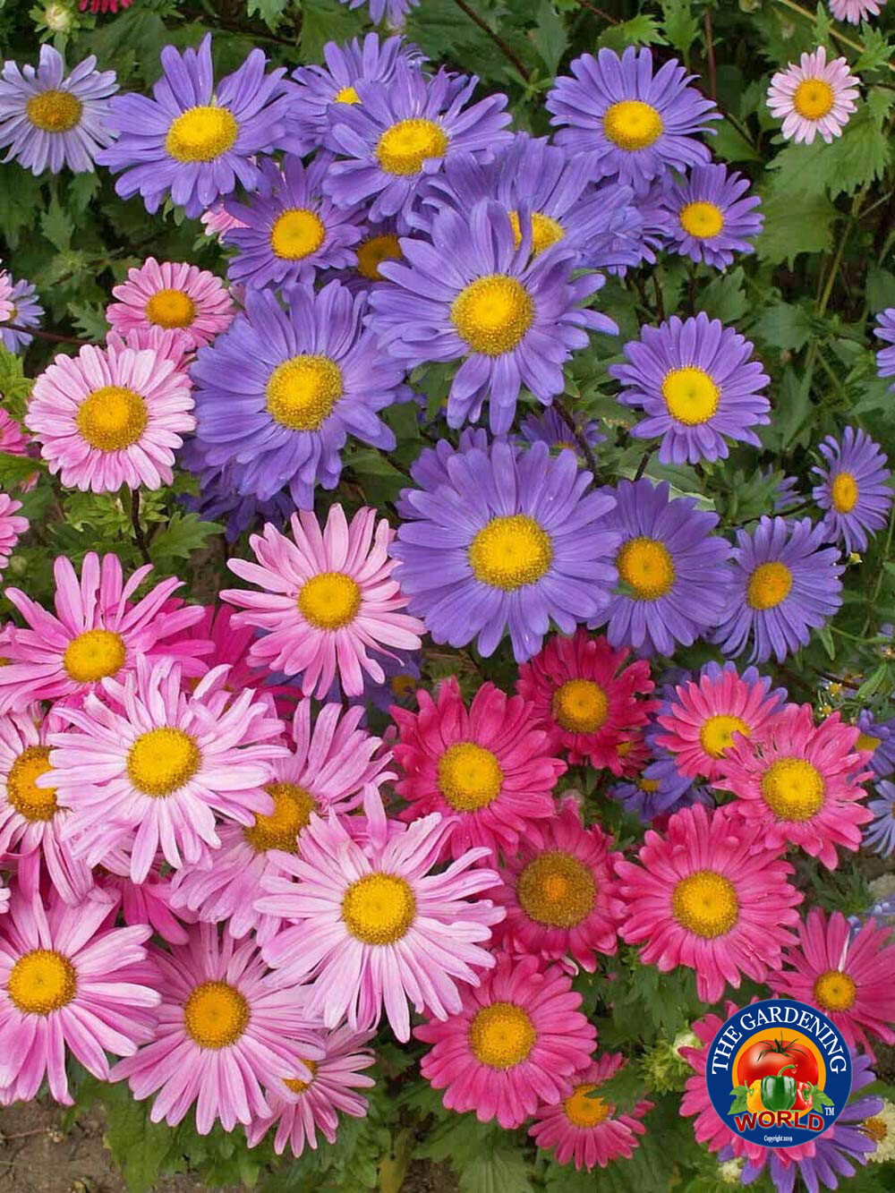 500 Aster Single Flower Seeds Sensation Mix Callistephus chinensis
