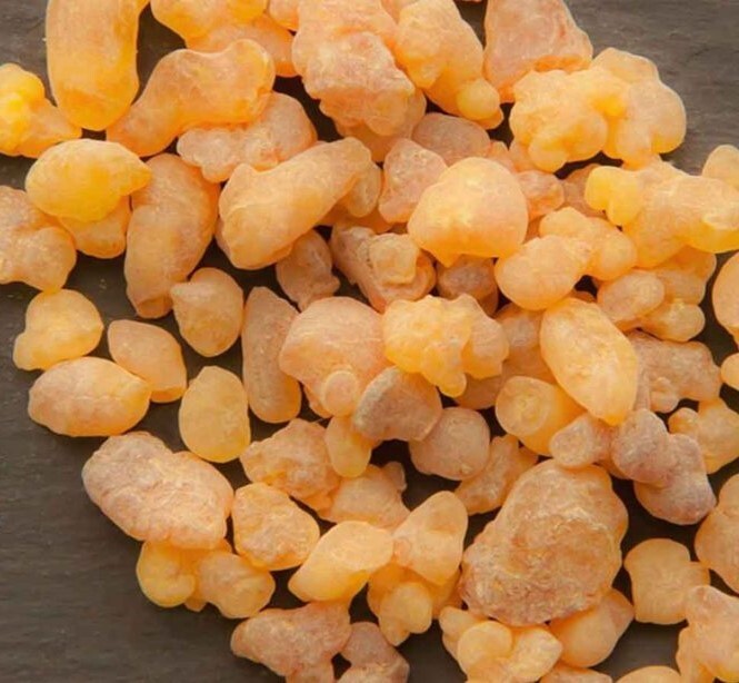25 Frankincense Pine Tree Seeds – Sap used for Incense + Salve + Resin Balm !!